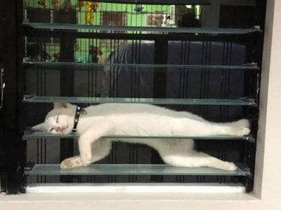 Aksi Konyol Kucing yang Bikin Geleng-geleng Kepala