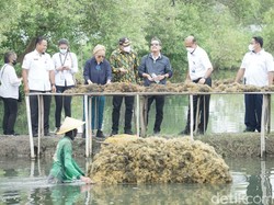 Menteri Kelautan dan Perikanan Panen Rumput Laut di Sidoarjo