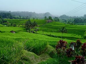 Hore Bali Bangkit! Kunjungan Wisatawan ke Jatiluwih Tabanan Naik Hore Bali Bangkit! Kunjungan Wisatawan ke Jatiluwih Tabanan Naik