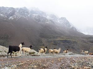 Studi Temukan Perubahan Iklim Bisa Picu Pandemi Berikutnya