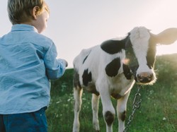 Ilmuwan China Berhasil Kloning Sapi Super