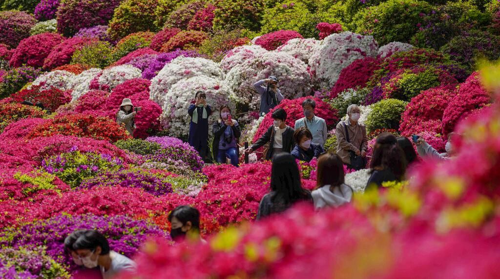Terbius Keindahan Bunga Warna-warni di Taman Azalea Jepang