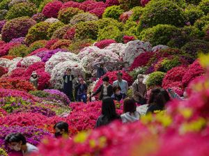 Terbius Keindahan Bunga Warna-warni di Taman Azalea Jepang