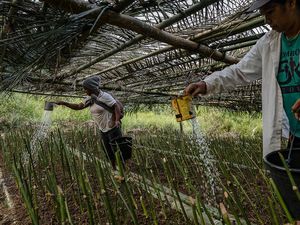 Mama-mama Bambu, Kartini Penyelamat Alam dari Pedalaman Flores Mama-mama Bambu, Kartini Penyelamat Alam dari Pedalaman Flores