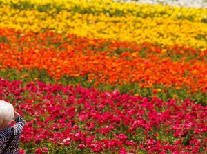 Selamatkan Bumi, Negara ini Manfaatkan Jenazah Jadi Pupuk