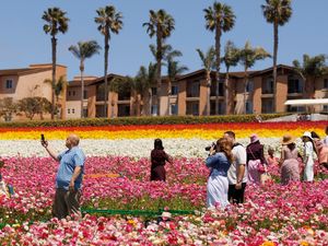 Momen Kehangatan di Tengah Bunga yang Bermekaran di California