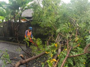 Dapur Milik Buda Tertimpa Pohon, Jalan Amlapura-Singaraja Lumpuh