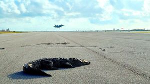 Bukan Editan! Ada Buaya Rebahan di Landas Pacu Pangkalan Militer AS