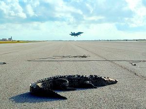 Bukan Editan! Ada Buaya Rebahan di Landas Pacu Pangkalan Militer AS