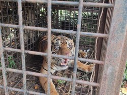 Mangsa Belasan Ternak, Seekor Harimau di Jambi Ditangkap