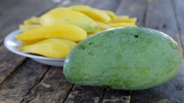 Mangga muda