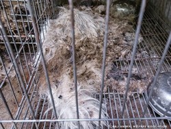 Polisi Buru Pelaku Penelantaran Anjing di Tabanan