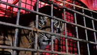 Konflik dengan Warga, Harimau Sumatera Ini Masuk Perangkap BKSDA Jambi