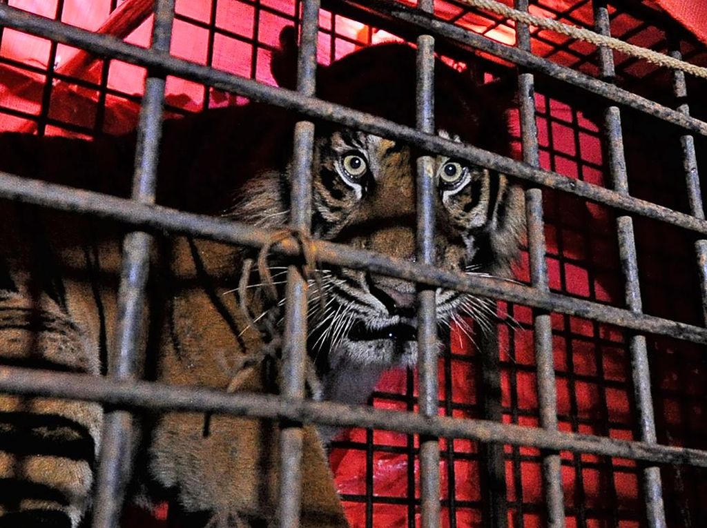 Belum Tertangkap, Harimau-Petugas di Bengkalis Kucing-kucingan