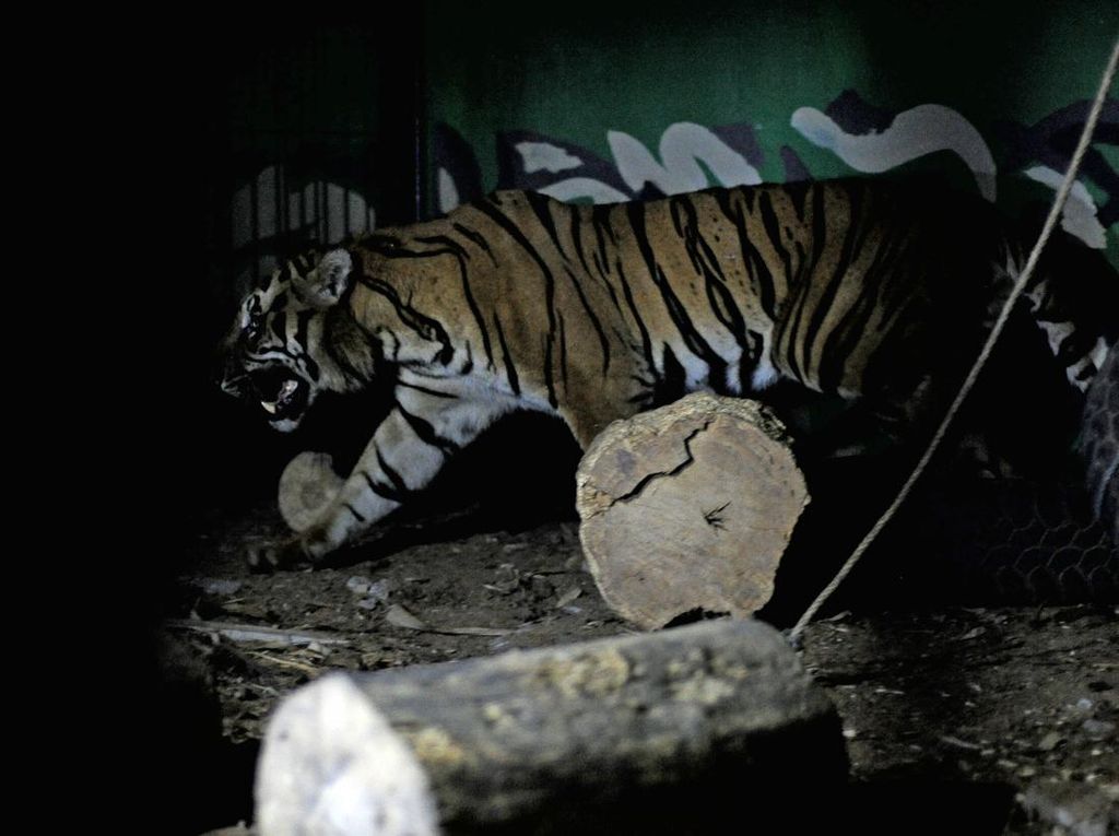 Takut Harimau, Petani di Bengkalis Sewa Pengawal Saat Panen Sawit