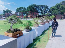Ratusan Bonsai dari Bali-Jawa Adu Cantik di Alun-alun Bangli