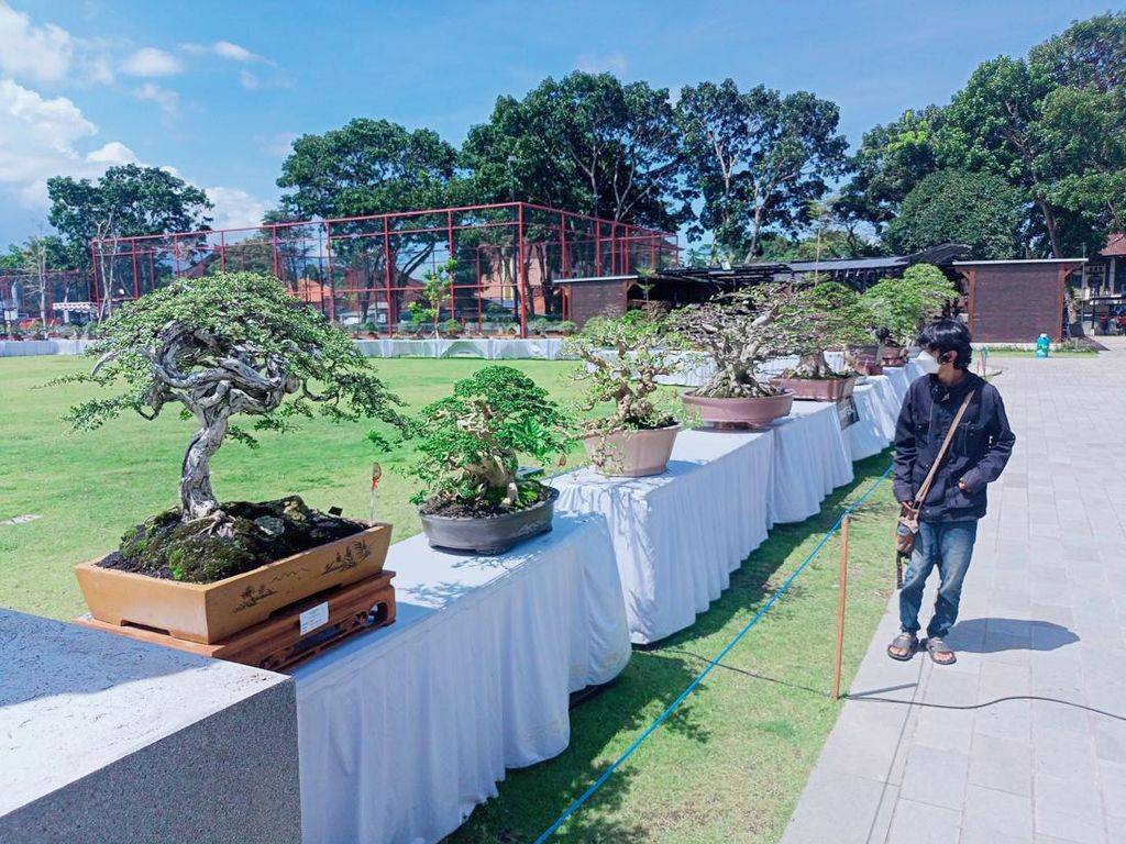 Ratusan Bonsai dari Bali-Jawa Adu Cantik di Alun-alun Bangli Ratusan Bonsai dari Bali-Jawa Adu Cantik di Alun-alun Bangli