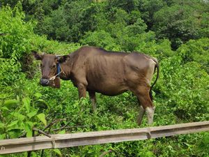 Curi 3 Sapi, Dua Pria Lombok Dibekuk di Tengah Hutan