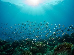 Tips Bikin Foto Underwater Pakai Ponsel yang Aman dan Ciamik Tips Bikin Foto Underwater Pakai Ponsel yang Aman dan Ciamik