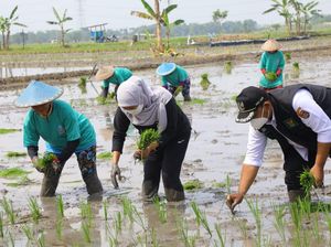 Gubernur Khofifah Mulai Percepat Tanam Padi di Ngawi