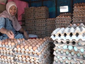 Luhut Sebut RI Surplus Telur & Daging Ayam Selama 20 Tahun Luhut Sebut RI Surplus Telur & Daging Ayam Selama 20 Tahun