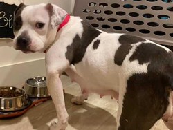 Kisah Anjing yang Kunyah Kaki Sendiri demi Bebas, Akhirnya Diadopsi