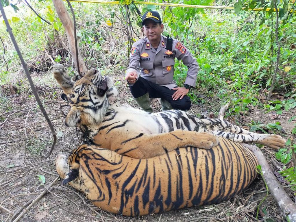 Lagi, 3 Harimau Sumatra Mati Kena Jerat di Leher