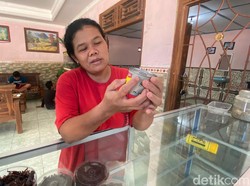 Dear Pemudik, Jangan Lupa Jajan Belalang Goreng Saat ke Gunungkidul Ya