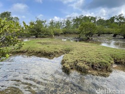 Blusukan Cagar Alam Leuweung Sancang Garut dengan Motor