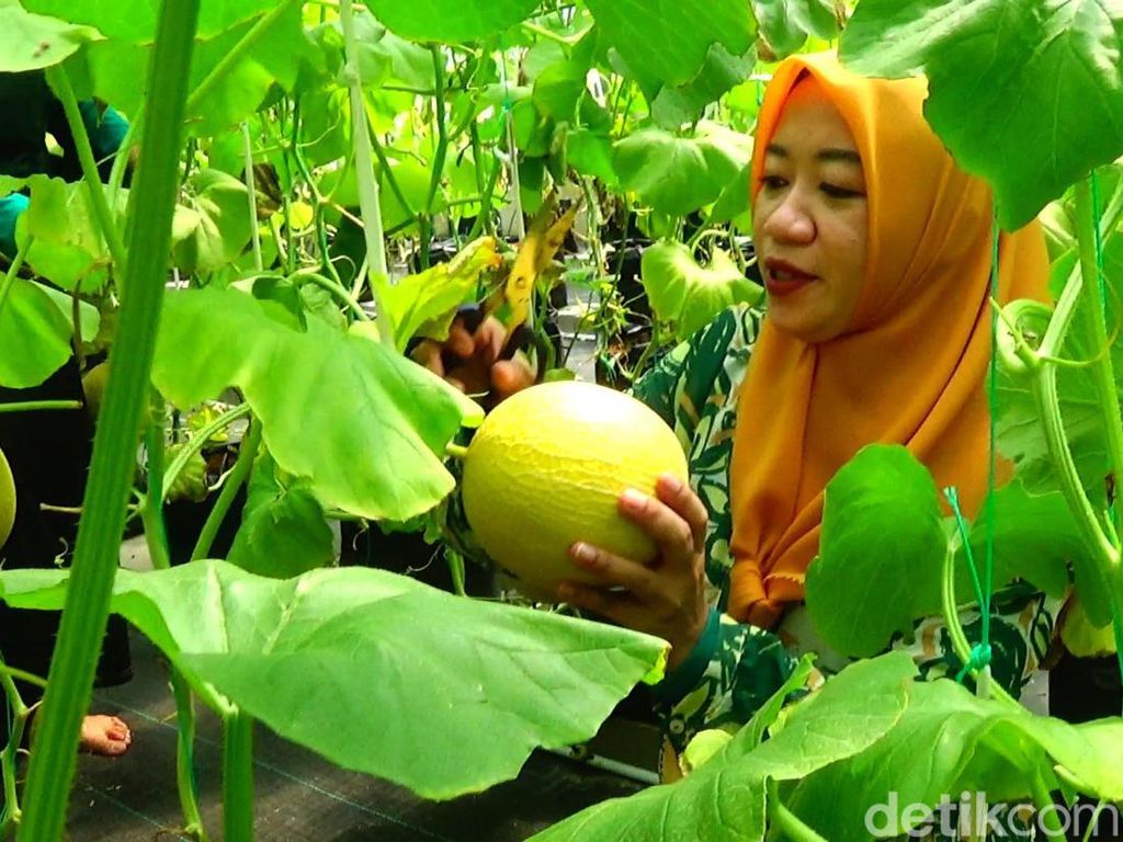 Berburu Melon Hidroponik di Banjarnegara, Bisa Petik Langsung dari Pohon