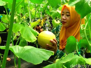 Berburu Melon Hidroponik di Banjarnegara, Bisa Petik Langsung dari Pohon Berburu Melon Hidroponik di Banjarnegara, Bisa Petik Langsung dari Pohon