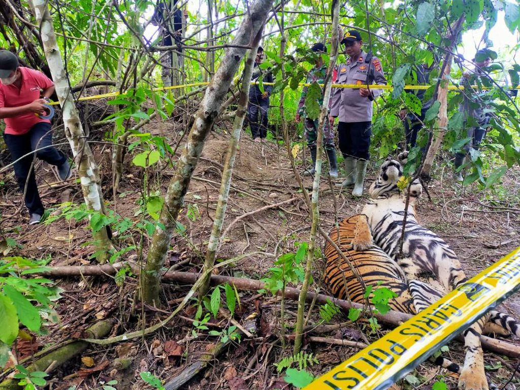 2 Tersangka Bikin 3 Harimau Mati di Aceh Timur Terancam 5 Tahun Bui 2 Tersangka Bikin 3 Harimau Mati di Aceh Timur Terancam 5 Tahun Bui