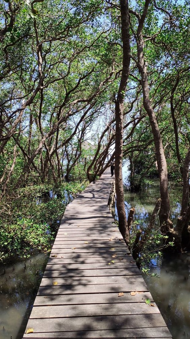 Ekowisata Hutan Mangrove Wonorejo, Surabaya