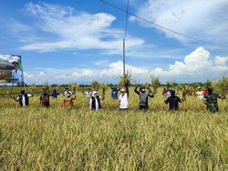 Unpad Punya IPAT BO, Teknologi Pertanian yang Bisa Buat Padi Bahagia