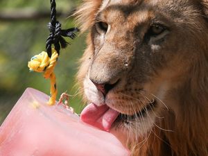 Lawan Cuaca Gerah, Hewan di Bunbin Ini Diberi Es Loli Campur Darah