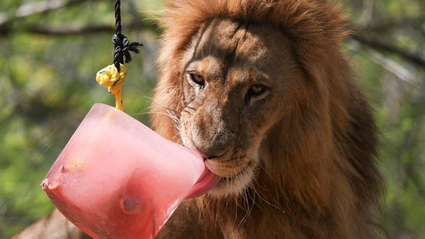 Singa dan Jaguar di Meksiko Asik Minum Es, Kenapa Ya?
