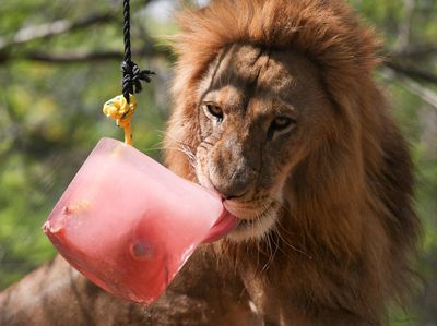 Singa dan Jaguar di Meksiko Asik Minum Es, Kenapa Ya?