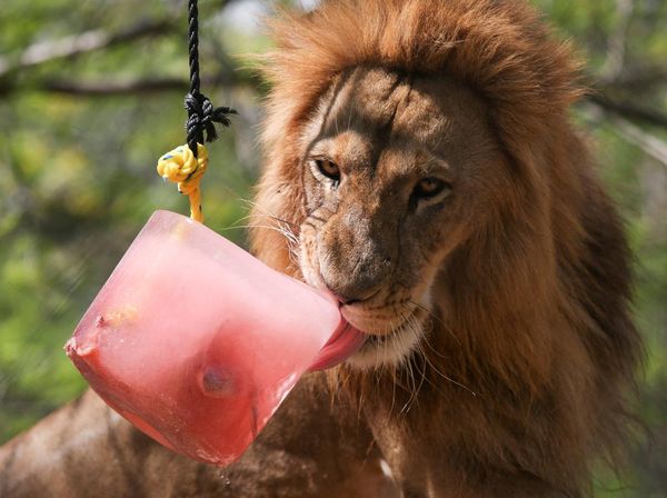 Singa dan Jaguar di Meksiko Asik Minum Es, Kenapa Ya?