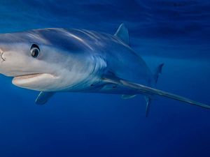 Ilegal! Ratusan Sirip Hiu Ditemukan di Restoran dan Siap Jadi Makanan