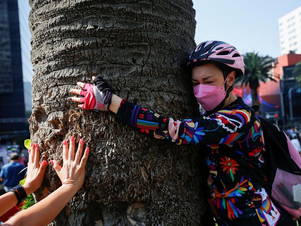 Pohon di Meksiko Bakal Ditebang Karena Wabah, Begini Reaksi Warga