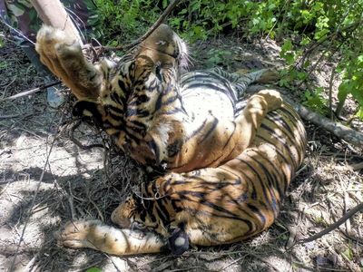Induk dan Anak Harimau Sumatera Mati Terkena Jerat di Aceh
