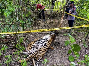 Polisi Tetapkan 2 Tersangka Kasus 3 Harimau Sumatera Mati Kena Jerat Polisi Tetapkan 2 Tersangka Kasus 3 Harimau Sumatera Mati Kena Jerat