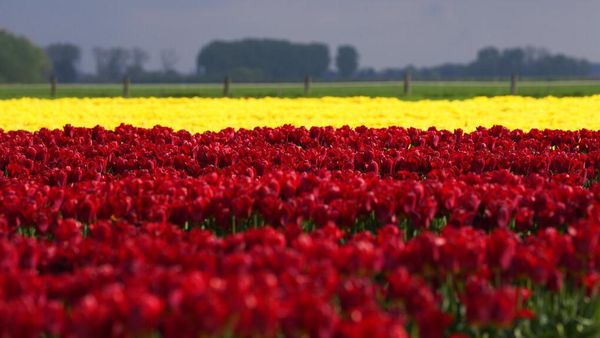Waah Gilak! Lautan Bunga Tulip Bermekaran di Belgia Bikin Kesengsem