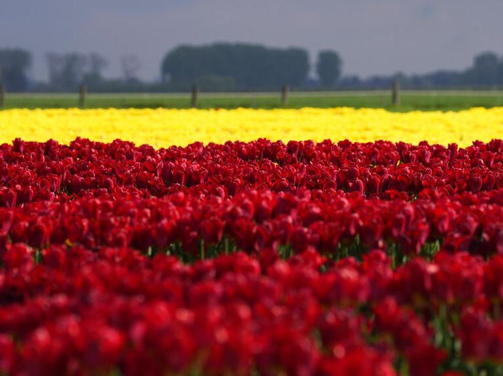 Waah Gilak! Lautan Bunga Tulip Bermekaran di Belgia Bikin Kesengsem Waah Gilak! Lautan Bunga Tulip Bermekaran di Belgia Bikin Kesengsem