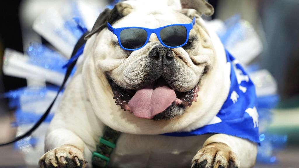 Gemas Banget, Saat Anjing Bersaing Memperebutkan Mahkota Bulldog Tercantik