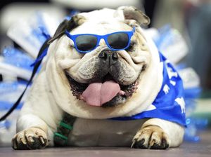 Gemas Banget, Saat Anjing Bersaing Memperebutkan Mahkota Bulldog Tercantik Gemas Banget, Saat Anjing Bersaing Memperebutkan Mahkota Bulldog Tercantik