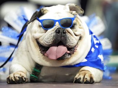 Gemas Banget, Saat Anjing Bersaing Memperebutkan Mahkota Bulldog Tercantik