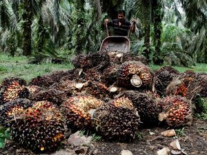 Pengusaha Sawit Siap Hadapi Aturan Anti-Deforetasi Eropa