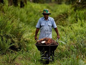 Sah! RI Bakal Ekspor 1 Juta Ton CPO ke China