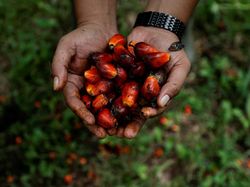 PGN Mau Sulap Limbah Sawit Jadi EBT, Bagaimana Caranya?